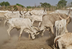 Mundari genties stovykla