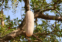 Mundari genties stovykla