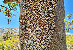Sokotros fauna