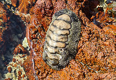Sokotros fauna