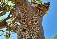 Sokotros fauna
