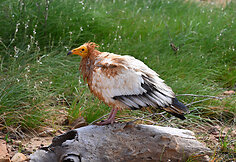Sokotros fauna