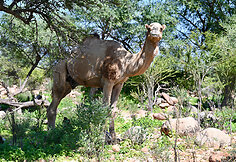 Sokotros fauna