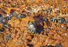 Sokotros fauna