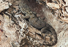 Sokotros fauna