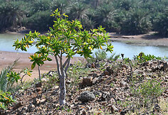 Sokotros flora