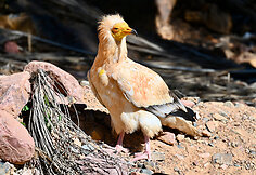 Sokotros fauna