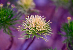 Sokotros flora