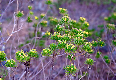Sokotros flora