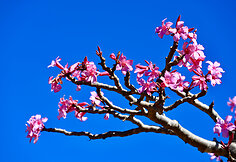 Sokotros flora