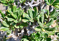 Sokotros flora