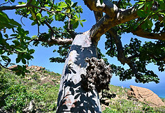 Sokotros flora