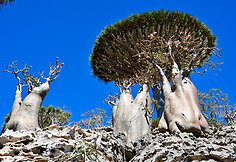 Sokotros flora