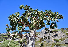 Sokotros flora