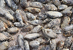 Delisha paplūdimys