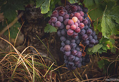 Bodega Bentomiz 