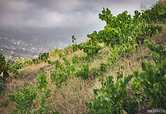 Bodega Bentomiz 