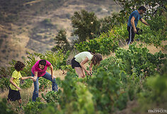 Bodega Bentomiz 