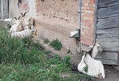 Garsios Tylos Observatorijos ožiai