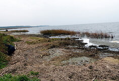 Ruduo pamaryje