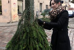 Kauno senamiesčio &scaron;viestuvai virto eglutėmis
