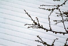 Kaune snigo ir žaibavo.  2015 m. balandžio 17 d. 