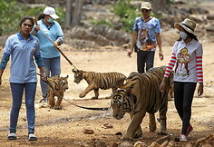 &bdquo;Tigrų &scaron;ventykla&ldquo; Tailande