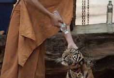 &bdquo;Tigrų &scaron;ventykla&ldquo; Tailande