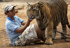 &bdquo;Tigrų &scaron;ventykla&ldquo; Tailande