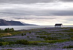 I&scaron; tolo melsvai violetiniai ploteliai atrodo lyg ežeriukai, tačiau i&scaron; tikrųjų tai lubinų pievos