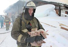 Rusijoje iš gaisro gelbėjami paršiukai