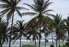 Palmės Atlanto pakrantėje