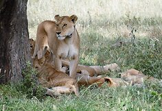 Tanzanija