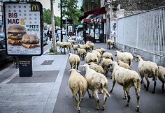 Avys Aubervilliers rajone