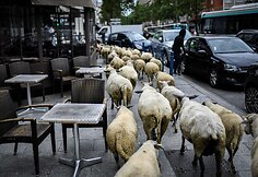 Avys Aubervilliers rajone