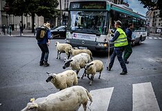 Avys Aubervilliers rajone