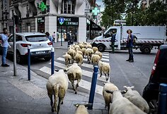 Avys Aubervilliers rajone