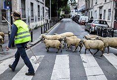 Avys Aubervilliers rajone