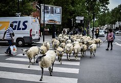 Avys Aubervilliers rajone
