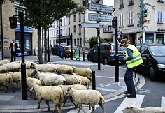 Avys Aubervilliers rajone