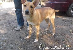 Nuotraukos pavadinimas