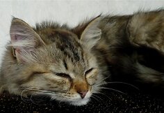 Nuotraukos pavadinimas