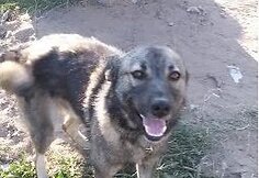 Barsiukas