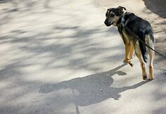Nuotraukos pavadinimas