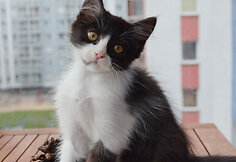 Nuotraukos pavadinimas