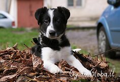 Nuotraukos pavadinimas