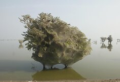 Pakistane medžiai apsigaubė kokonais