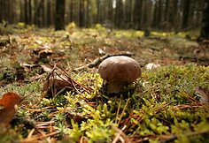 Kelionės į rudeninė Dzūkiją akimirka