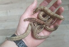 Tomas Solovėjus augina drugelius 