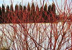 Sedula baltoji (Cornus alba) &lsquo;Sibirica&rsquo; ry&scaron;kiai raudonomis &scaron;akelėmis